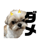 シーズー犬 ぽんず（ぽんぱんぱんずー）（個別スタンプ：6）