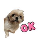 シーズー犬 ぽんず（ぽんぱんぱんずー）（個別スタンプ：7）