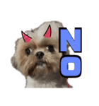シーズー犬 ぽんず（ぽんぱんぱんずー）（個別スタンプ：8）