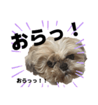 シーズー犬 ぽんず（ぽんぱんぱんずー）（個別スタンプ：9）