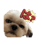 シーズー犬 ぽんず（ぽんぱんぱんずー）（個別スタンプ：10）