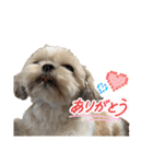 シーズー犬 ぽんず（ぽんぱんぱんずー）（個別スタンプ：11）