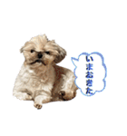 シーズー犬 ぽんず（ぽんぱんぱんずー）（個別スタンプ：12）