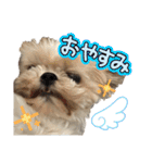 シーズー犬 ぽんず（ぽんぱんぱんずー）（個別スタンプ：13）