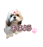 シーズー犬 ぽんず（ぽんぱんぱんずー）（個別スタンプ：14）