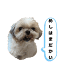 シーズー犬 ぽんず（ぽんぱんぱんずー）（個別スタンプ：15）