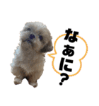 シーズー犬 ぽんず（ぽんぱんぱんずー）（個別スタンプ：16）