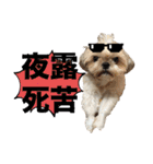 シーズー犬 ぽんず（ぽんぱんぱんずー）（個別スタンプ：17）