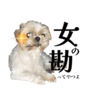 シーズー犬 ぽんず（ぽんぱんぱんずー）（個別スタンプ：18）