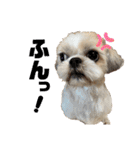 シーズー犬 ぽんず（ぽんぱんぱんずー）（個別スタンプ：19）