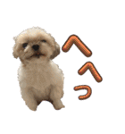 シーズー犬 ぽんず（ぽんぱんぱんずー）（個別スタンプ：20）