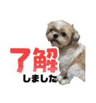 シーズー犬 ぽんず（ぽんぱんぱんずー）（個別スタンプ：21）