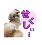 シーズー犬 ぽんず（ぽんぱんぱんずー）（個別スタンプ：22）