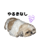 シーズー犬 ぽんず（ぽんぱんぱんずー）（個別スタンプ：23）