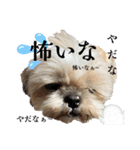シーズー犬 ぽんず（ぽんぱんぱんずー）（個別スタンプ：25）