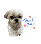 シーズー犬 ぽんず（ぽんぱんぱんずー）（個別スタンプ：26）
