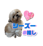 シーズー犬 ぽんず（ぽんぱんぱんずー）（個別スタンプ：27）