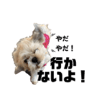シーズー犬 ぽんず（ぽんぱんぱんずー）（個別スタンプ：28）