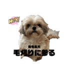 シーズー犬 ぽんず（ぽんぱんぱんずー）（個別スタンプ：29）