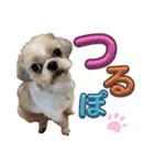 シーズー犬 ぽんず（ぽんぱんぱんずー）（個別スタンプ：30）