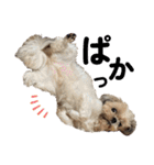 シーズー犬 ぽんず（ぽんぱんぱんずー）（個別スタンプ：31）
