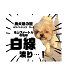 シーズー犬 ぽんず（ぽんぱんぱんずー）（個別スタンプ：32）