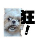 シーズー犬 ぽんず（ぽんぱんぱんずー）（個別スタンプ：33）