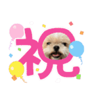 シーズー犬 ぽんず（ぽんぱんぱんずー）（個別スタンプ：34）