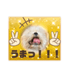 シーズー犬 ぽんず（ぽんぱんぱんずー）（個別スタンプ：35）