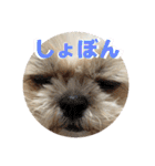 シーズー犬 ぽんず（ぽんぱんぱんずー）（個別スタンプ：36）