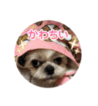 シーズー犬 ぽんず（ぽんぱんぱんずー）（個別スタンプ：37）