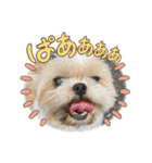 シーズー犬 ぽんず（ぽんぱんぱんずー）（個別スタンプ：39）