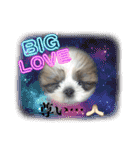 シーズー犬 ぽんず（ぽんぱんぱんずー）（個別スタンプ：40）