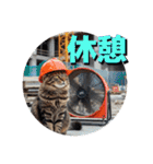 ネコ現場編（個別スタンプ：5）