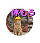 ネコ現場編（個別スタンプ：6）