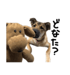 雑種犬キューブ スタンプ（個別スタンプ：6）