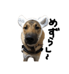 雑種犬キューブ スタンプ（個別スタンプ：10）