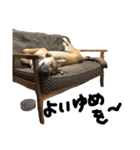 雑種犬キューブ スタンプ（個別スタンプ：15）