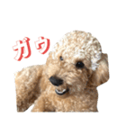 おこげとちょこび No.2（個別スタンプ：17）