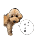 おこげとちょこび No.2（個別スタンプ：36）