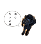 おこげとちょこび No.2（個別スタンプ：37）