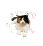 モコちゃんスタンプ⭐︎（個別スタンプ：1）