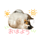 モコちゃんスタンプ⭐︎（個別スタンプ：5）