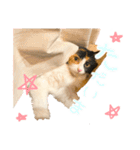 モコちゃんスタンプ⭐︎（個別スタンプ：9）