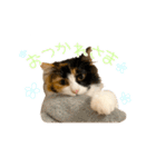 モコちゃんスタンプ⭐︎（個別スタンプ：11）