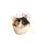 モコちゃんスタンプ⭐︎（個別スタンプ：12）