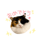モコちゃんスタンプ⭐︎（個別スタンプ：17）