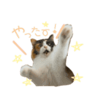 モコちゃんスタンプ⭐︎（個別スタンプ：20）