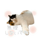 モコちゃんスタンプ⭐︎（個別スタンプ：21）