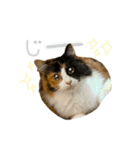 モコちゃんスタンプ⭐︎（個別スタンプ：32）
